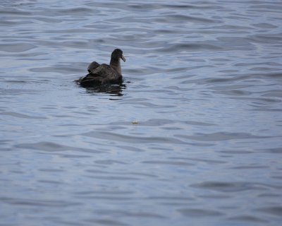 Gallery of Great Northern Petrel