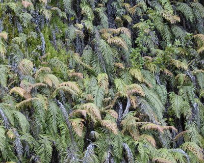 Ferns, Rain Forest-011209-West Coast, S Island, New Zealand-#0110.jpg