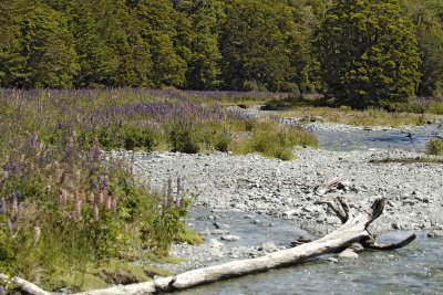 Lupines-011009-Cascade Creek, Fiordland Nat'l Park, S Island, New Zealand-#0273.jpg