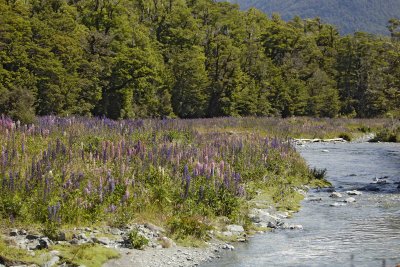 Lupines-011009-Cascade Creek, Fiordland Nat'l Park, S Island, New Zealand-#0294.jpg