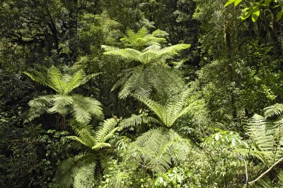 Rain Forest-011009-Fiordland Nat'l Park, S Island, New Zealand-#0042.jpg