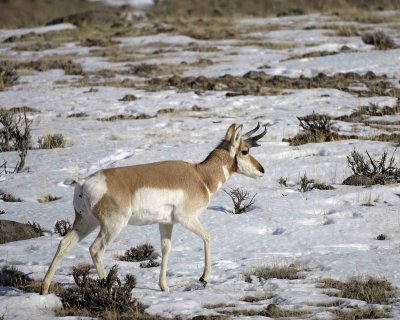Antelope, Pronghorn-021609-Gardiner, Yellowstone Natl Park-#0446.jpg