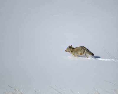 Coyote, running-021309-Lamar Valley, YNP-#0210.jpg