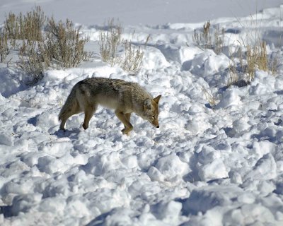 Coyote-021309-Crystal Creek, Lamar Valley, YNP-#0319.jpg