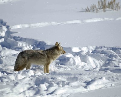 Coyote-021309-Crystal Creek, Lamar Valley, YNP-#0324.jpg