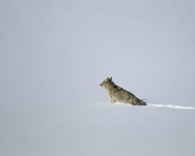 Coyote-021309-Lamar Valley, YNP-#0211.jpg