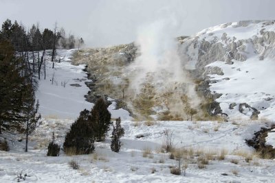 Mammoth Hot Springs, Upper Terraces-021609-Yellowstone Natl Park-0316.jpg