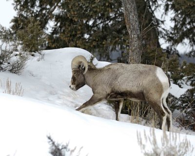 Sheep, Rocky Mountain, Ram-021309-Wrecker, Tower Jctn, YNP-#0050.jpg