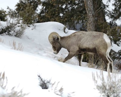 Sheep, Rocky Mountain, Ram-021309-Wrecker, Tower Jctn, YNP-#0053.jpg