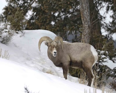 Sheep, Rocky Mountain, Ram-021309-Wrecker, Tower Jctn, YNP-#0081.jpg