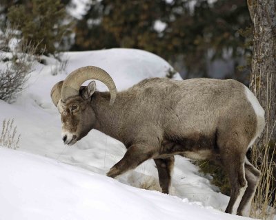 Sheep, Rocky Mountain, Ram-021309-Wrecker, Tower Jctn, YNP-#0090.jpg