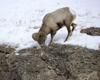 Sheep, Rocky Mountain, Ram-021409-Hitching Post, Lamar Valley, YNP-#0083.jpg