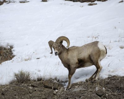 Sheep, Rocky Mountain, Ram-021409-Hitching Post, Lamar Valley, YNP-#0106.jpg