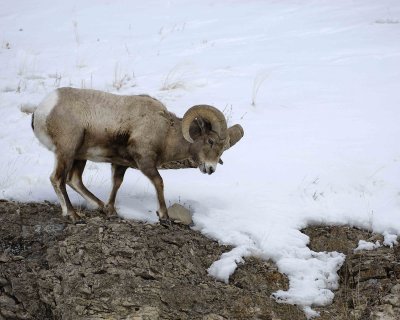 Sheep, Rocky Mountain, Ram-021409-Hitching Post, Lamar Valley, YNP-#0122.jpg