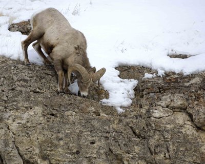 Sheep, Rocky Mountain, Ram-021409-Hitching Post, Lamar Valley, YNP-#0133.jpg