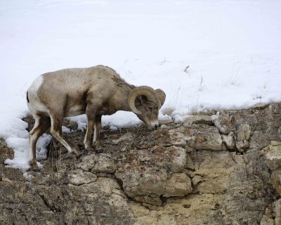 Sheep, Rocky Mountain, Ram-021409-Hitching Post, Lamar Valley, YNP-#0150.jpg