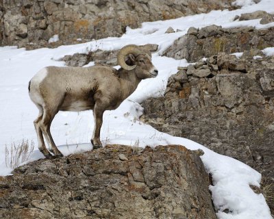 Sheep, Rocky Mountain, Ram-021409-Hitching Post, Lamar Valley, YNP-#0187.jpg