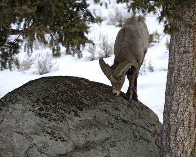 Sheep, Rocky Mountain, Ram-021409-Yellowstone River Picnic Area, YNP-#0420.jpg