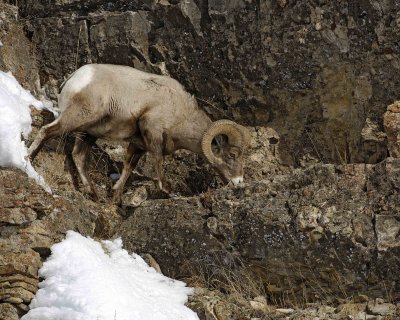 Sheep, Rocky Mountain, Ram-021609-Hitching Post, Lamar Valley, YNP-#0160.jpg