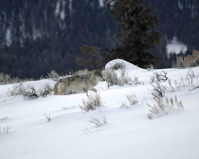 Wolf, Gray, Agate Female Yearling, 302's Group-021309-Boulder, Lamar Valley, YNP-#0014.jpg