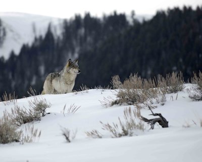 Wolf, Gray, Agate Female Yearling, 302's Group-021309-Boulder, Lamar Valley, YNP-#0028.jpg