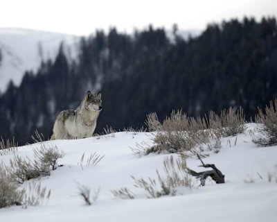 Wolf, Gray, Agate Female Yearling, 302's Group-021309-Boulder, Lamar Valley, YNP-#0030.jpg