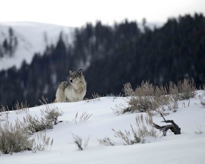 Wolf, Gray, Agate Female Yearling, 302's Group-021309-Boulder, Lamar Valley, YNP-#0041.jpg