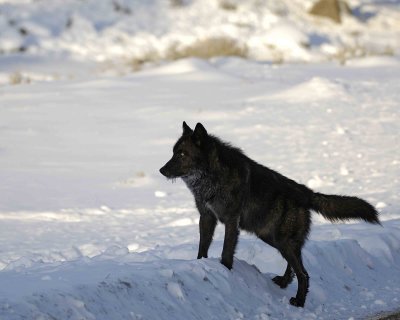 Wolf, Gray, Druid Male, 302's Group-021509-Boulder, Lamar Valley, YNP-#0028.jpg
