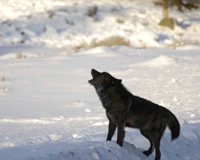 Wolf, Gray, Druid Male, 302's Group-021509-Boulder, Lamar Valley, YNP-#0032.jpg