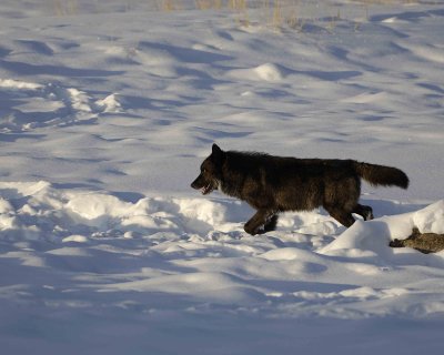 Wolf, Gray, Druid Male, 302's Group-021509-Boulder, Lamar Valley, YNP-#0035.jpg