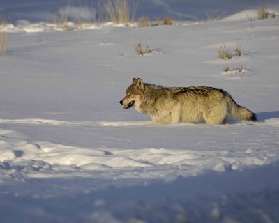 Gallery of Gray Wolf