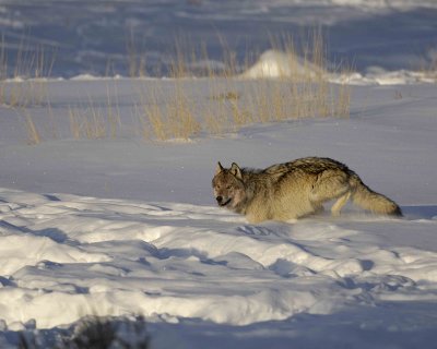 Wolf, Gray, Druid Male, 302's Group-021509-Boulder, Lamar Valley, YNP-#0058.jpg