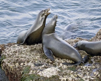 Sea Lion, California, 2 fighting-031109-LaJolla, CA-#0535.jpg