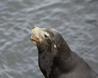 Sea Lion, California, Barking-031109-LaJolla, CA-#0568.jpg