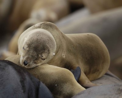 Sea Lion, California, Pup-031109-LaJolla, CA-#0515.jpg