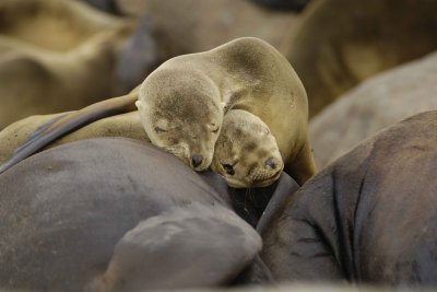 Sea Lion, California, Pups-031109-LaJolla, CA-#0573.jpg