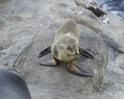 Sea Lion, California, pup-031009-LaJolla, CA-#0213.jpg