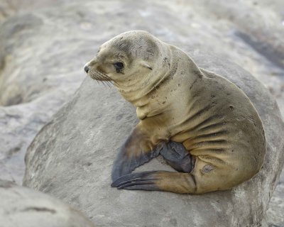 Sea Lion, California, pup-031009-LaJolla, CA-#0327.jpg