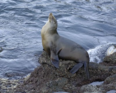 Sea Lion, California-031009-LaJolla, CA-#0075.jpg