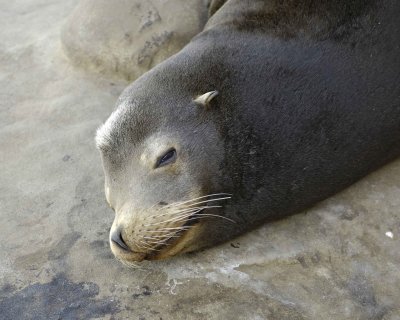 Sea Lion, California-031009-LaJolla, CA-#0265.jpg