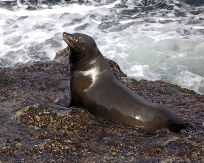 Sea Lion, California-031109-LaJolla, CA-#0402.jpg