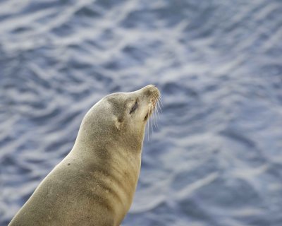 Sea Lion, California-031109-LaJolla, CA-#0524.jpg