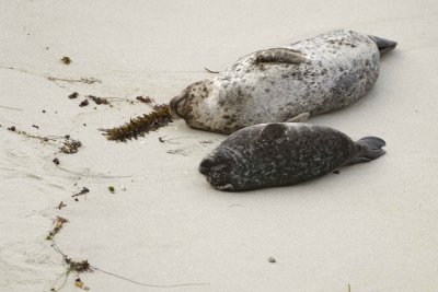 Seal, Harbor, Female with Pup-031109-LaJolla, CA-#0290.jpg