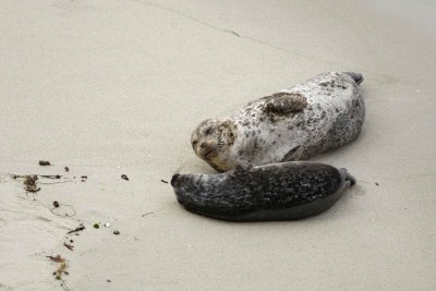 Seal, Harbor, Female with Pup-031109-LaJolla, CA-#0320.jpg