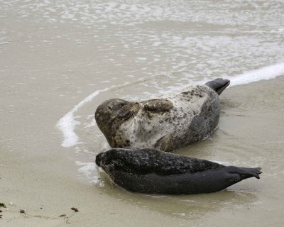 Seal, Harbor, Female with Pup-031109-LaJolla, CA-#0328.jpg