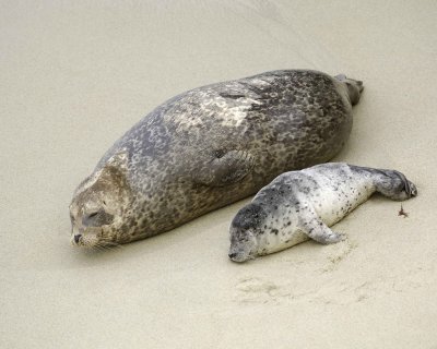 Seal, Harbor, Female with Pup-031109-LaJolla, CA-#0348.jpg