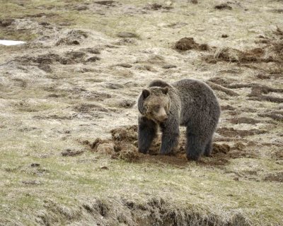 Bear, Grizzly-042309-Obsidian Creek, YNP-#0434.jpg