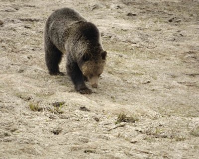 Bear, Grizzly-042309-Obsidian Creek, YNP-#0830.jpg
