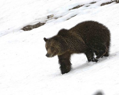 Bear, Grizzly-042309-Obsidian Creek, YNP-#1231.jpg