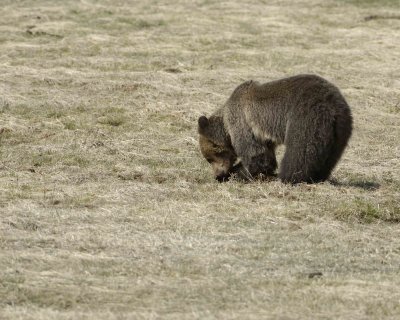Bear, Grizzly-042209-Roaring Mountain, Obsidian Creek, YNP-#0377.jpg